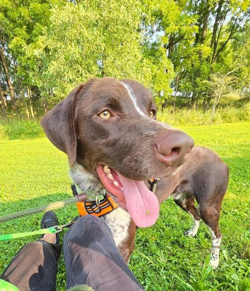 Morty, an adoptable mixed breed in Lake Odessa, MI image 2/5