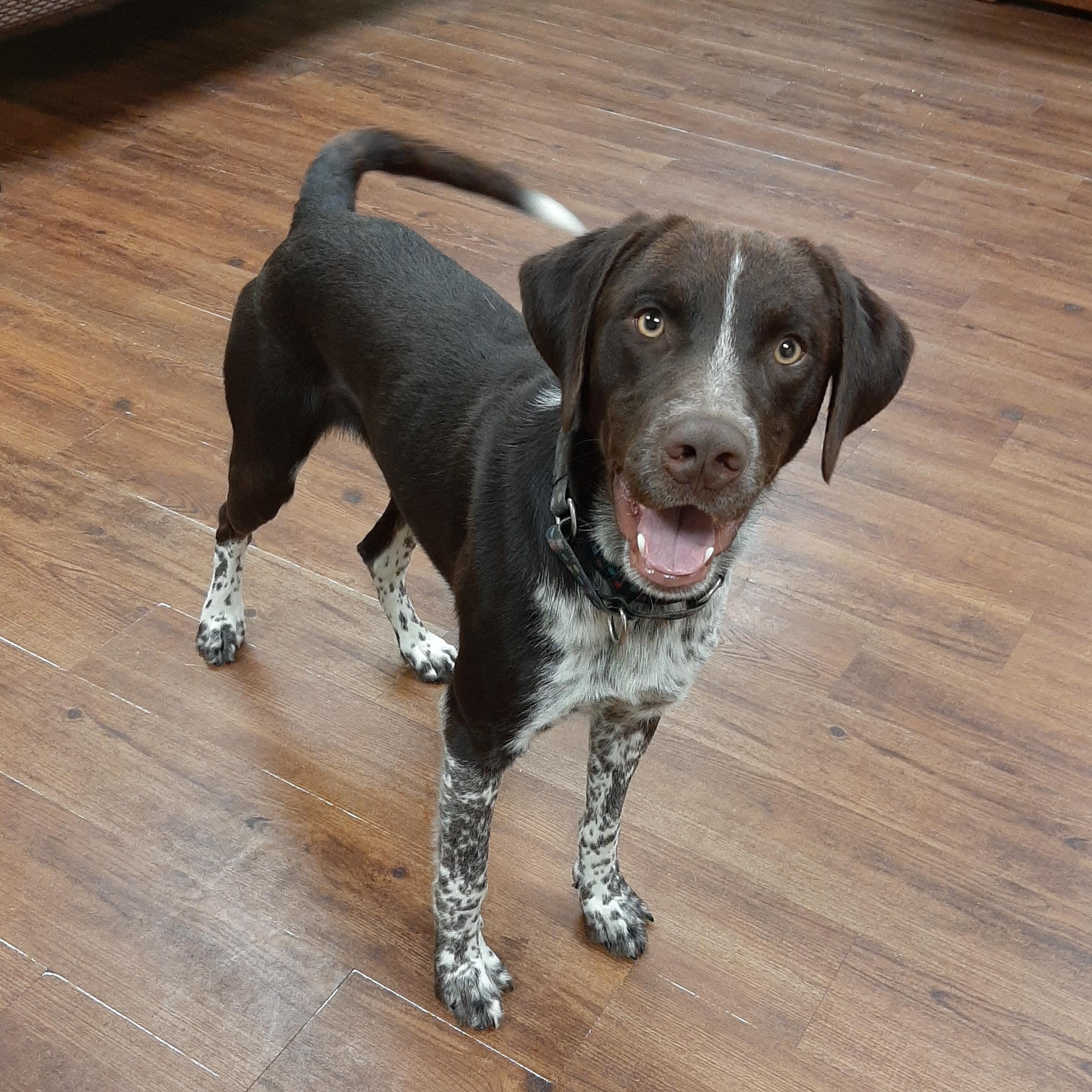 Morty, an adoptable mixed breed in Lake Odessa, MI image 3/5