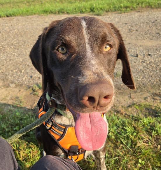 Morty, an adoptable mixed breed in Lake Odessa, MI image 1/5