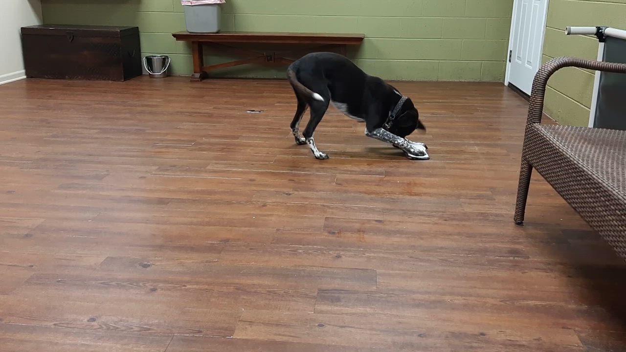 Enlarge Morty, an adoptable mixed breed in Lake Odessa, MI video 5/5
