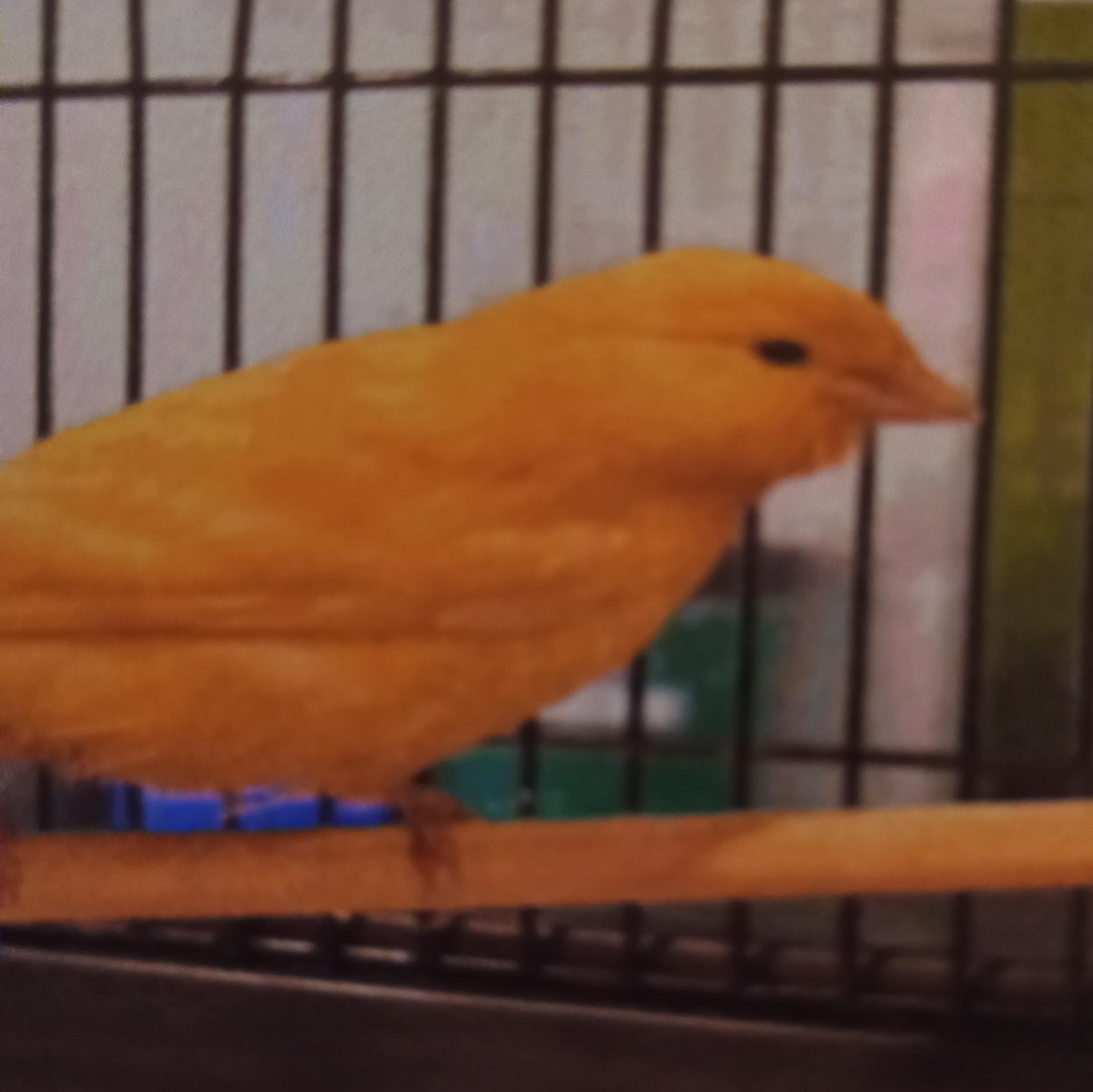 Lemonade, adopted, Adult Unknown Canary.