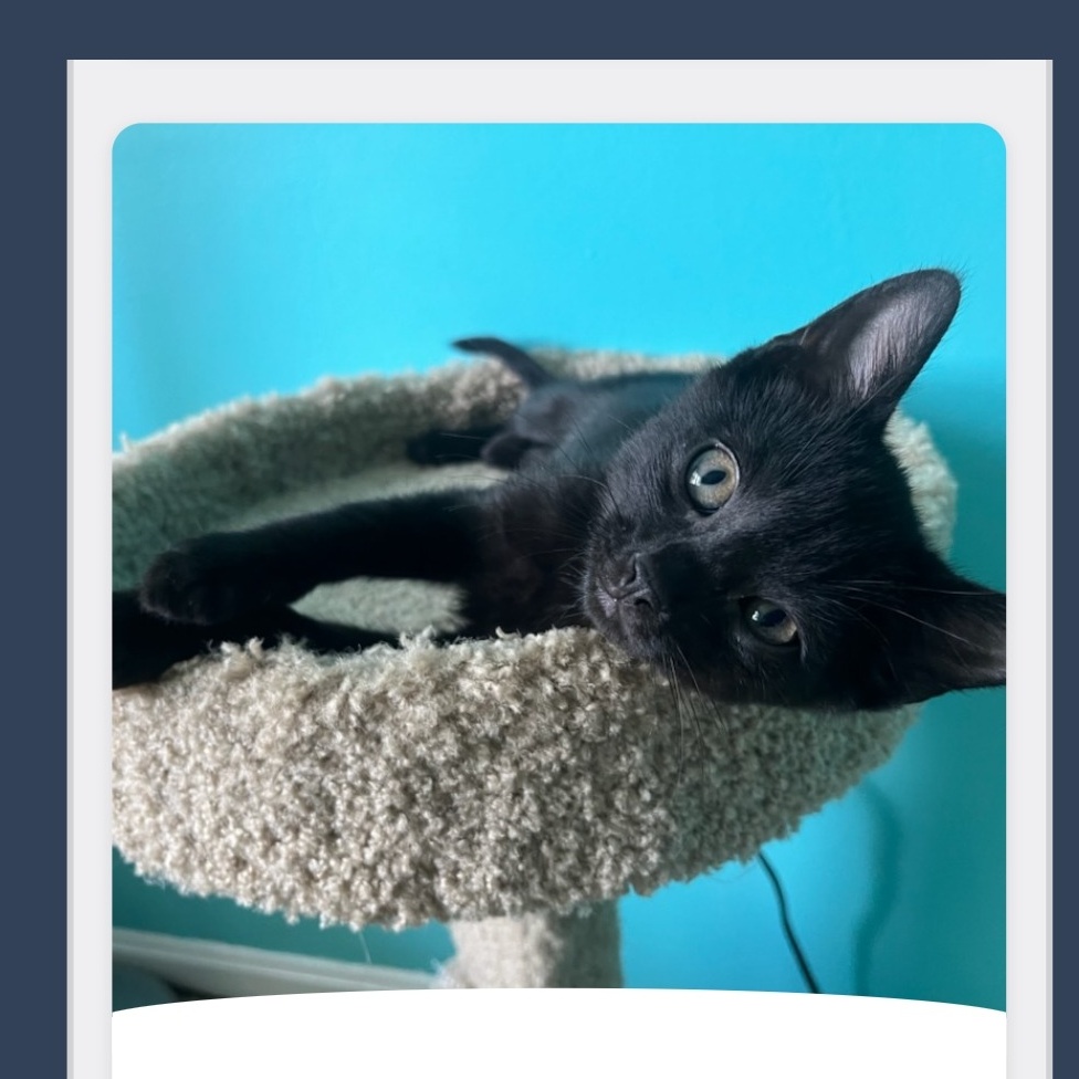 Cat for adoption 5 Black Gems Litter, a Domestic Short Hair in