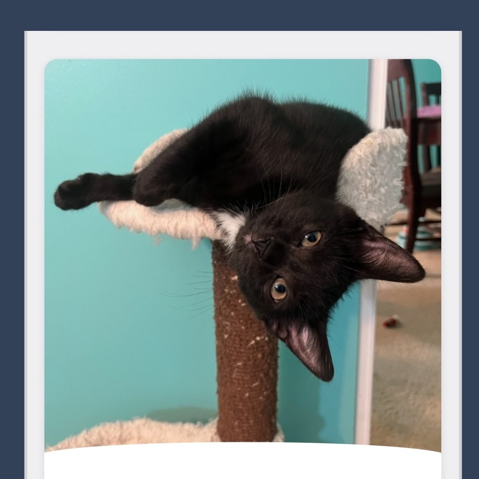 Cat for adoption 5 Black Gems Litter, a Domestic Short Hair in