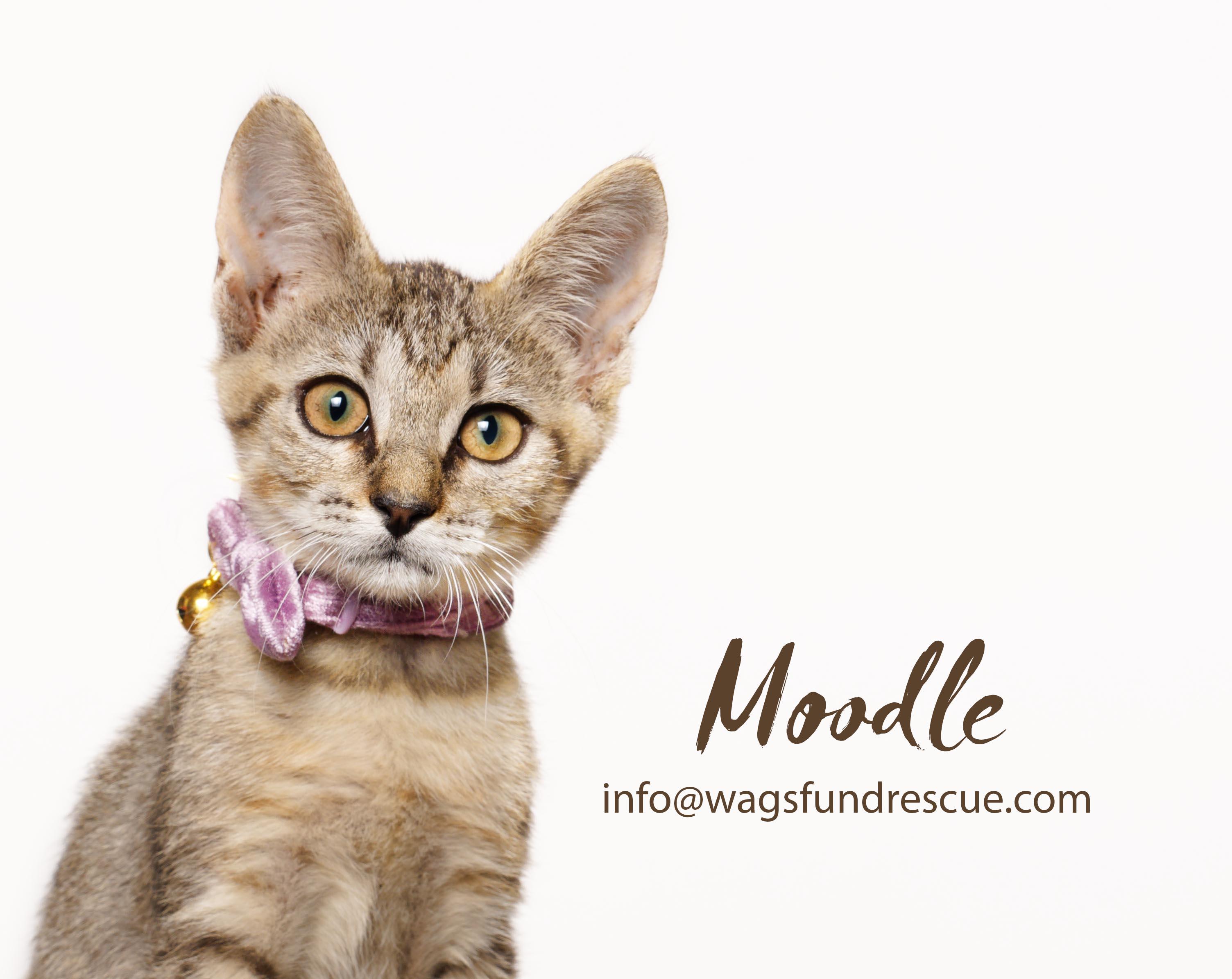 Moodle, ADOPTABLE, Kitten Female Tabby & Domestic Short Hair.