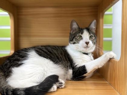 Nix, Adoptable, Adult Female Domestic Short Hair & Domestic Short Hair.