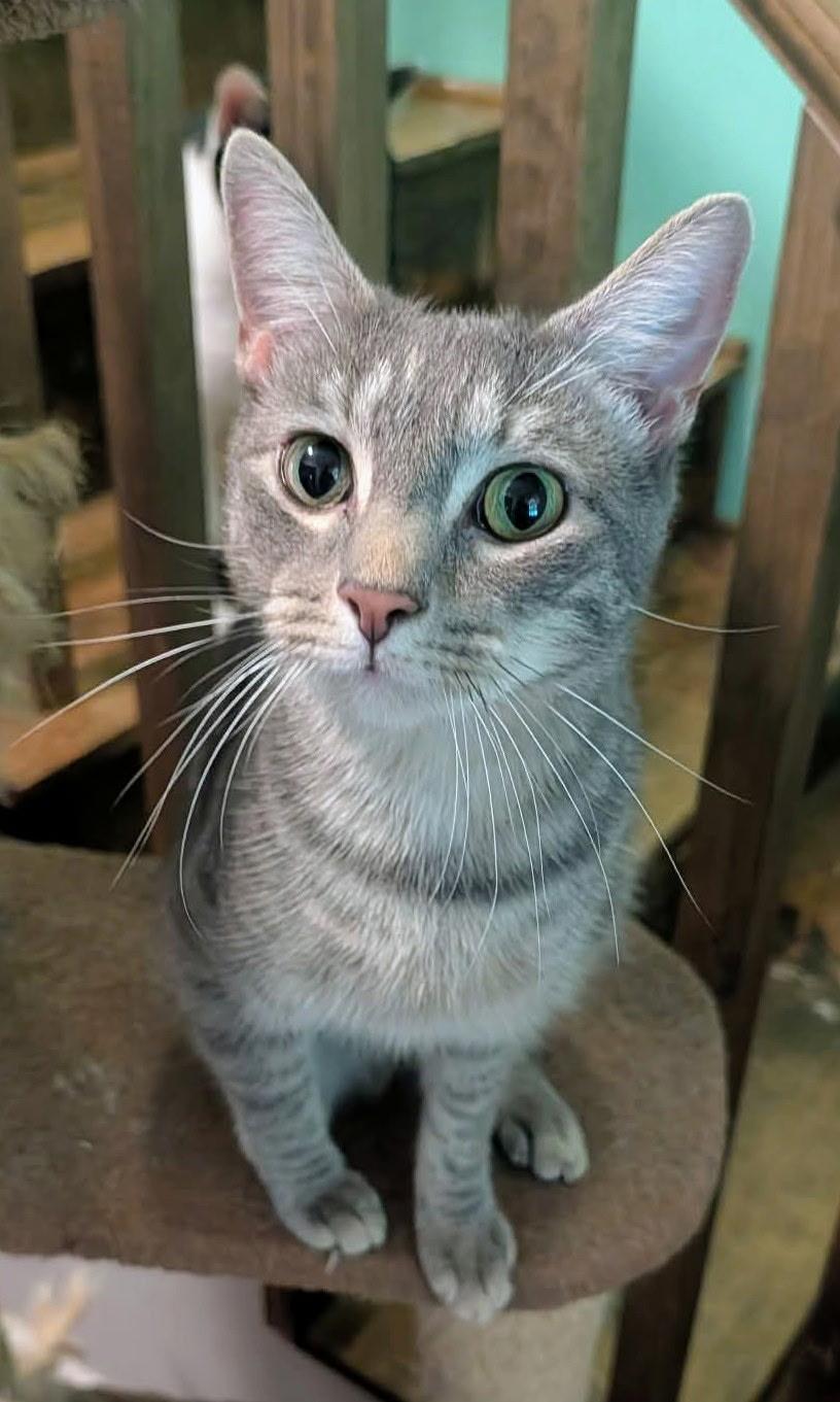 Enlarge Little Kitty, a Adoptable mixed breed in Clover, SC image 2/2