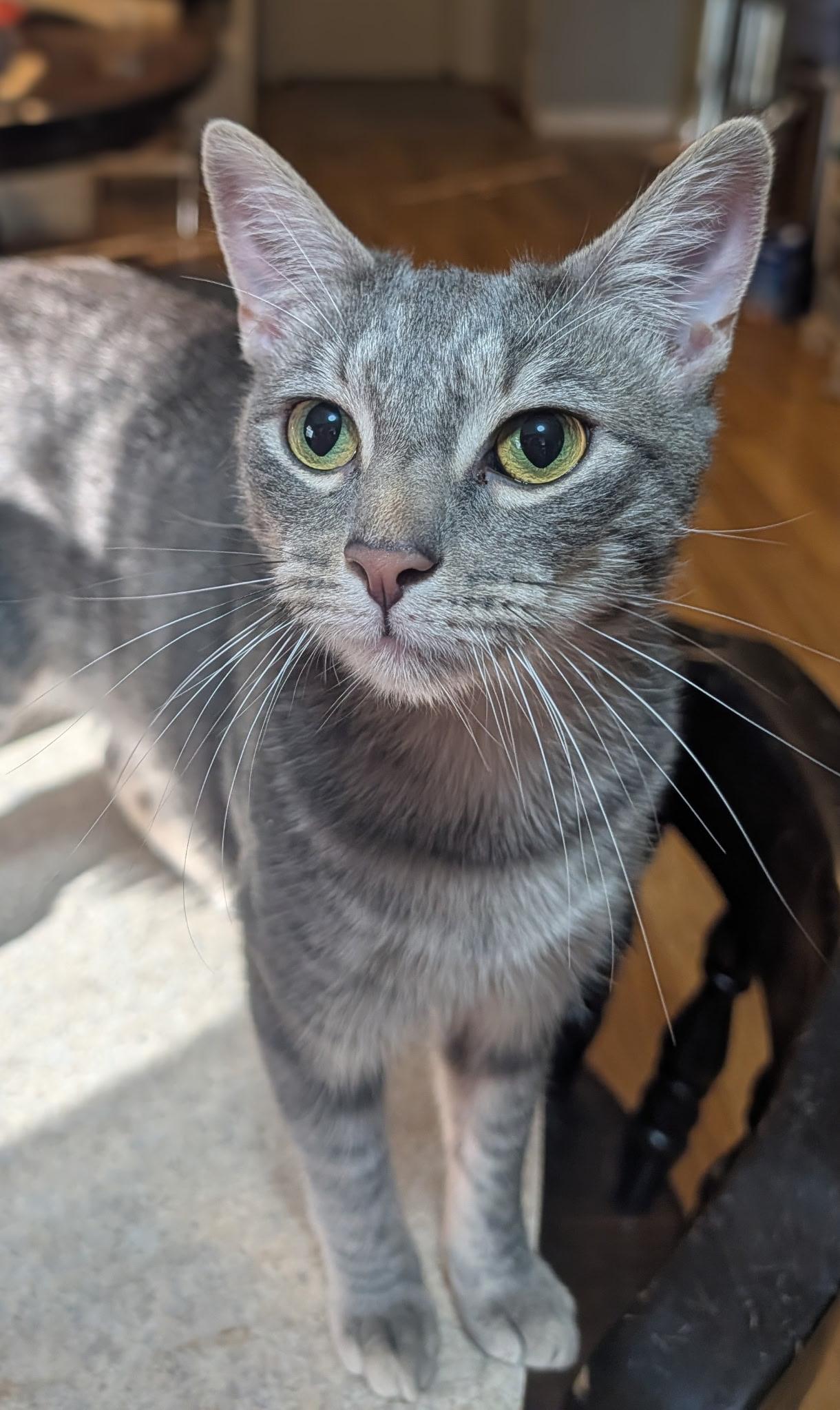 Enlarge Little Kitty, a Adoptable mixed breed in Clover, SC image 1/2
