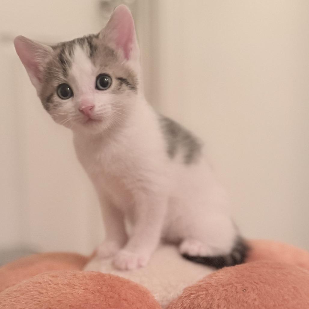 Peeps, Adoptable, Kitten Female Domestic Short Hair.