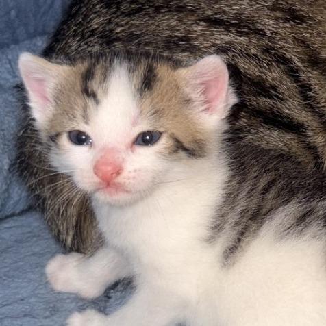 Enlarge Peeps, a Adoptable Domestic Short Hair in Winchester, VA image 2/6