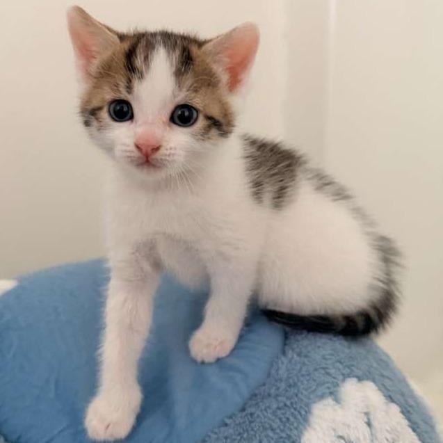 Enlarge Peeps, a Adoptable Domestic Short Hair in Winchester, VA image 3/6
