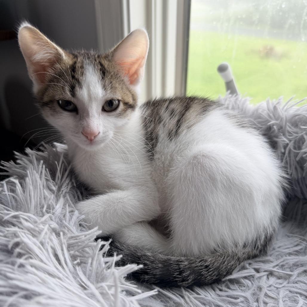 Enlarge Peeps, a Adoptable Domestic Short Hair in Winchester, VA image 6/6