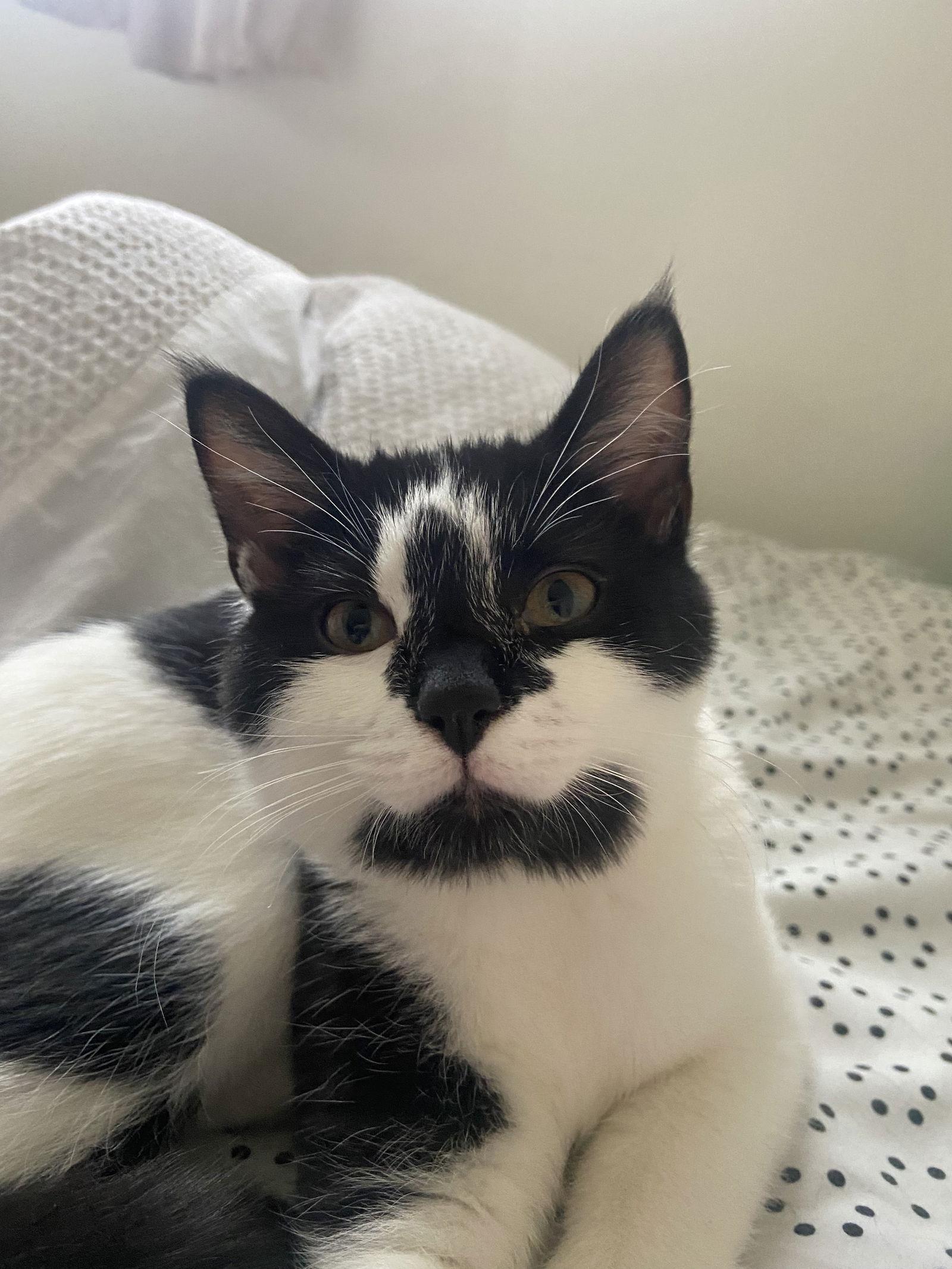 Mini Moo, Adoptable, Young Female Domestic Short Hair.