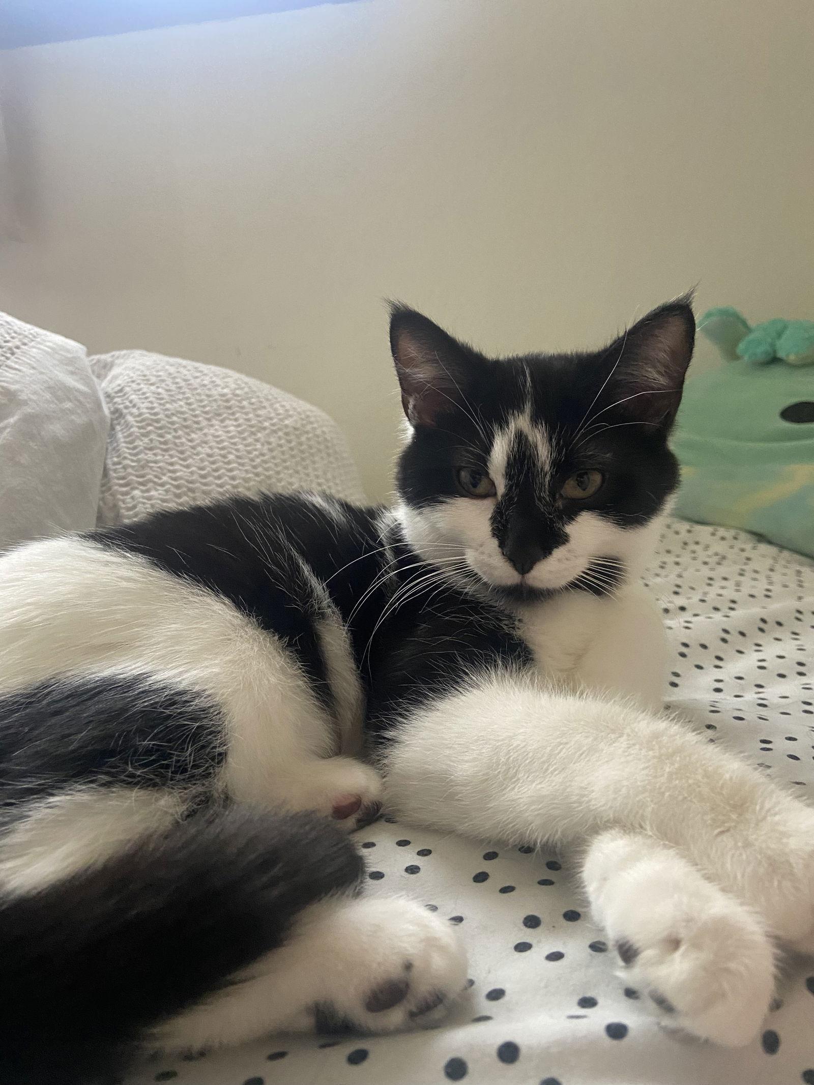 Enlarge Mini Moo, a Adoptable Domestic Short Hair in Burlington, WA image 2/2