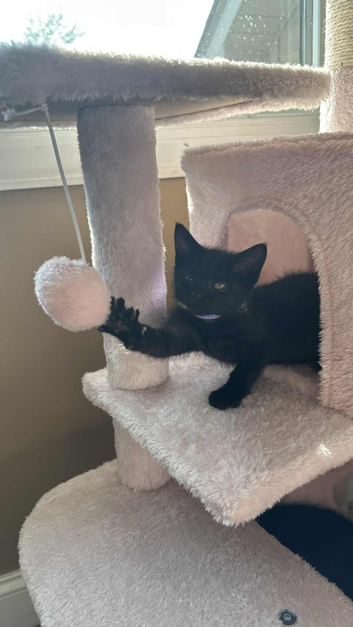 Mace, a Adoptable Domestic Short Hair in Crown Point, IN image 3/5