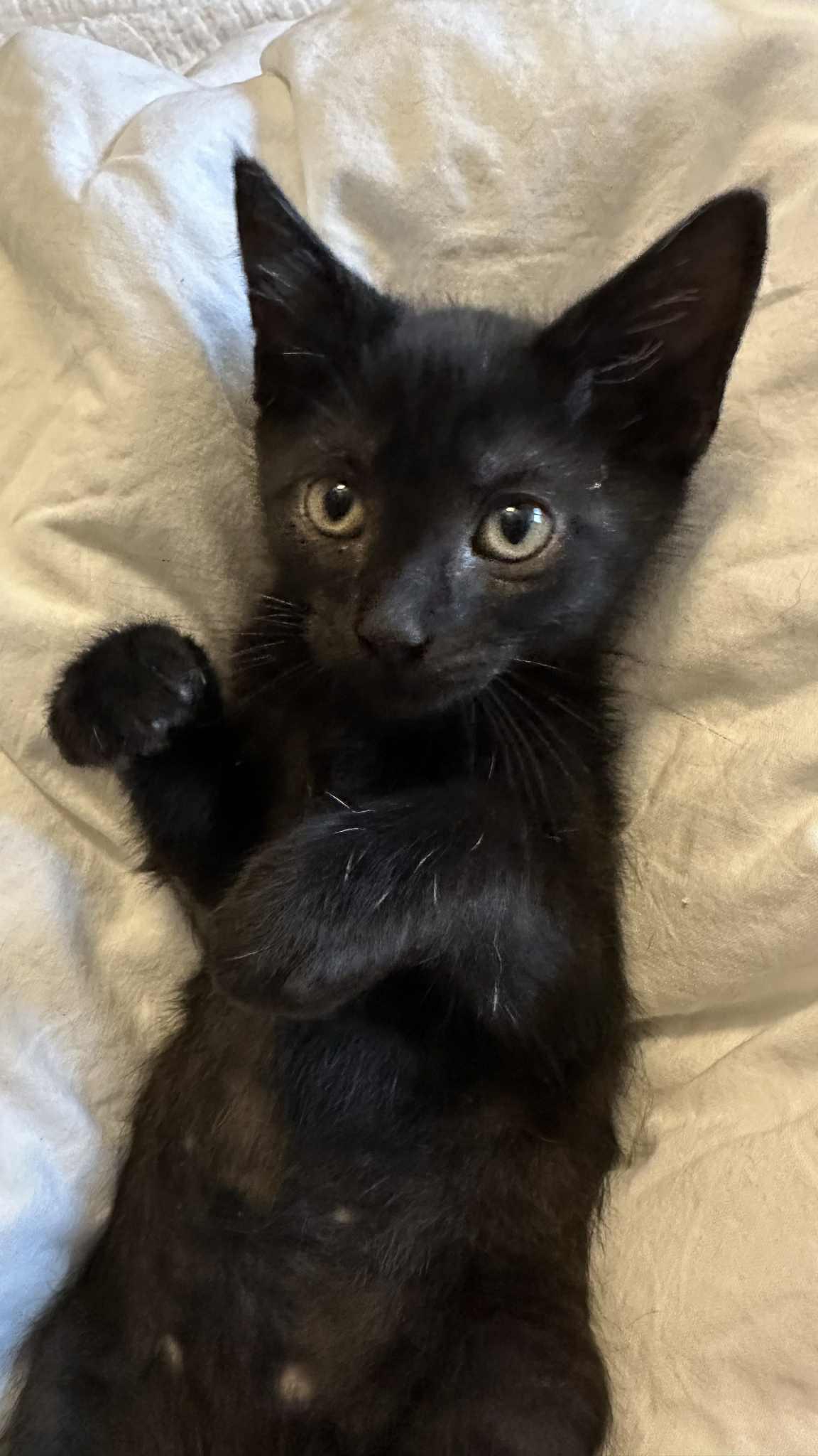 Mace, a Adoptable Domestic Short Hair in Crown Point, IN image 2/5