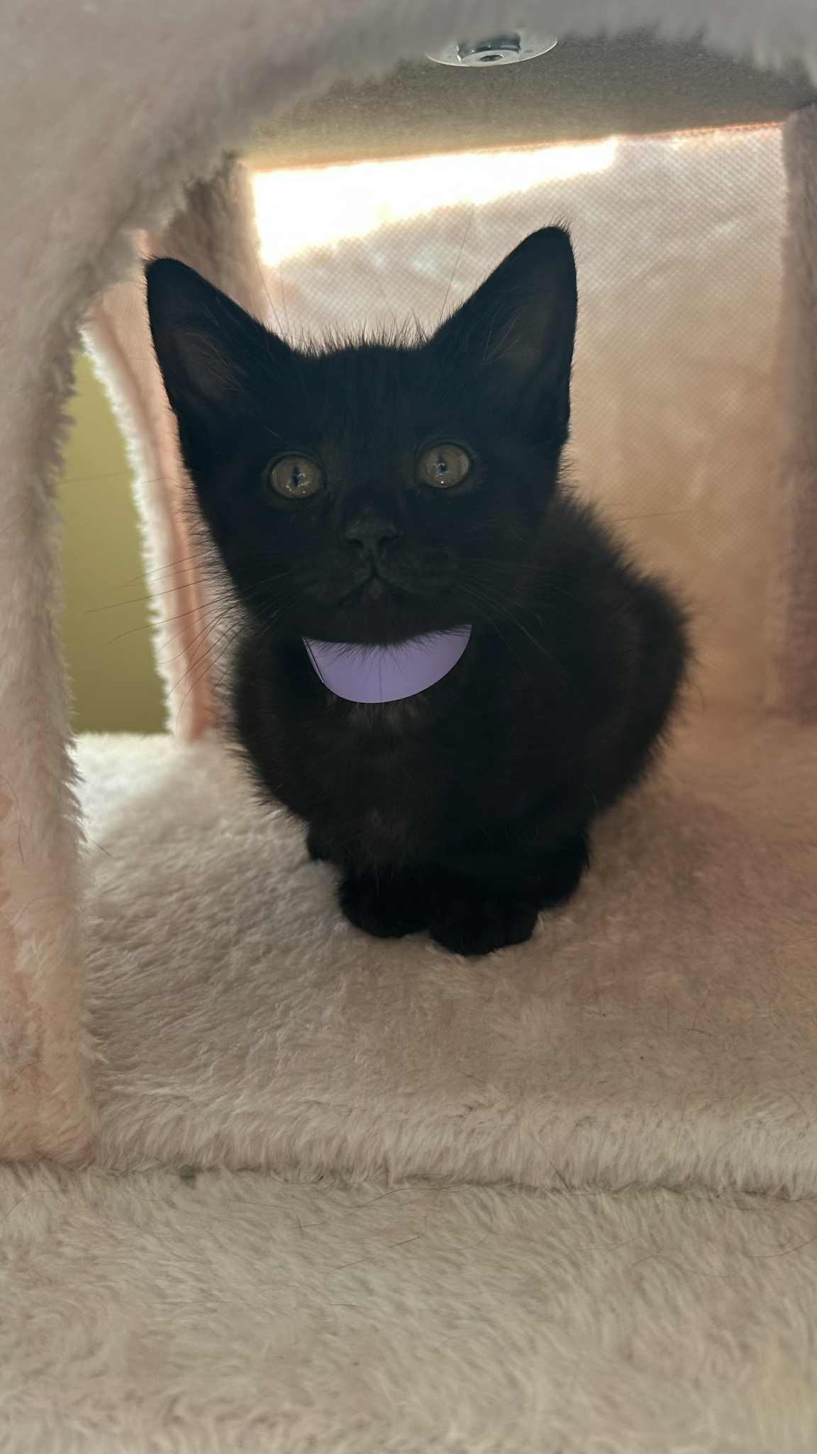 Mace, a Adoptable Domestic Short Hair in Crown Point, IN image 4/5