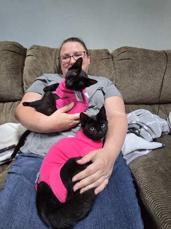 Mace, a Adoptable Domestic Short Hair in Crown Point, IN image 1/5