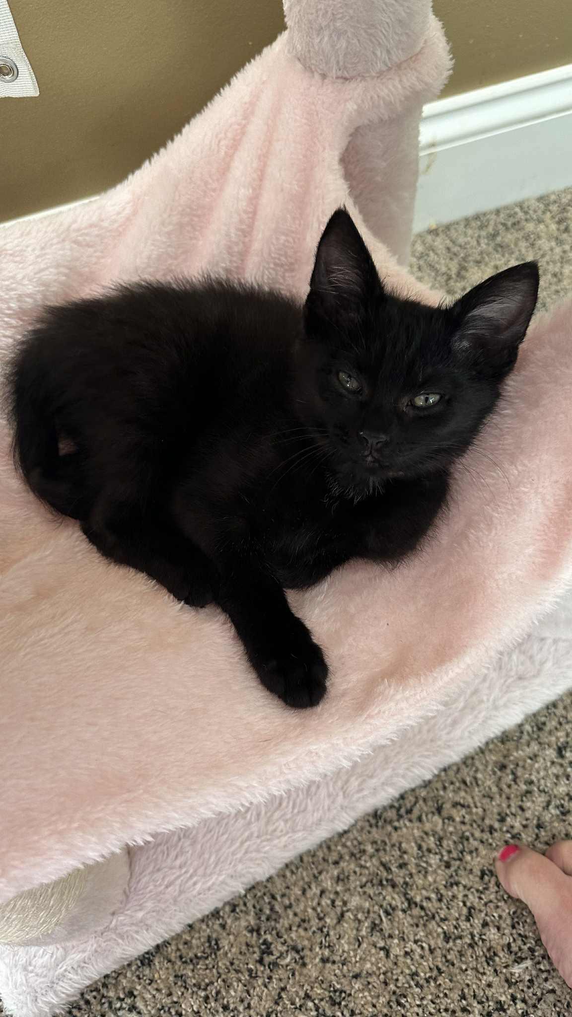 Mace, a Adoptable Domestic Short Hair in Crown Point, IN image 5/5