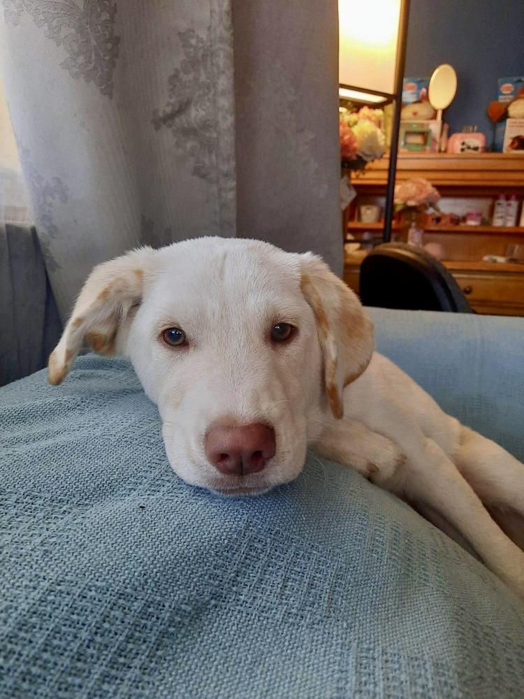 Tucker, a Adopted mixed breed in Escondido, CA image 2/6