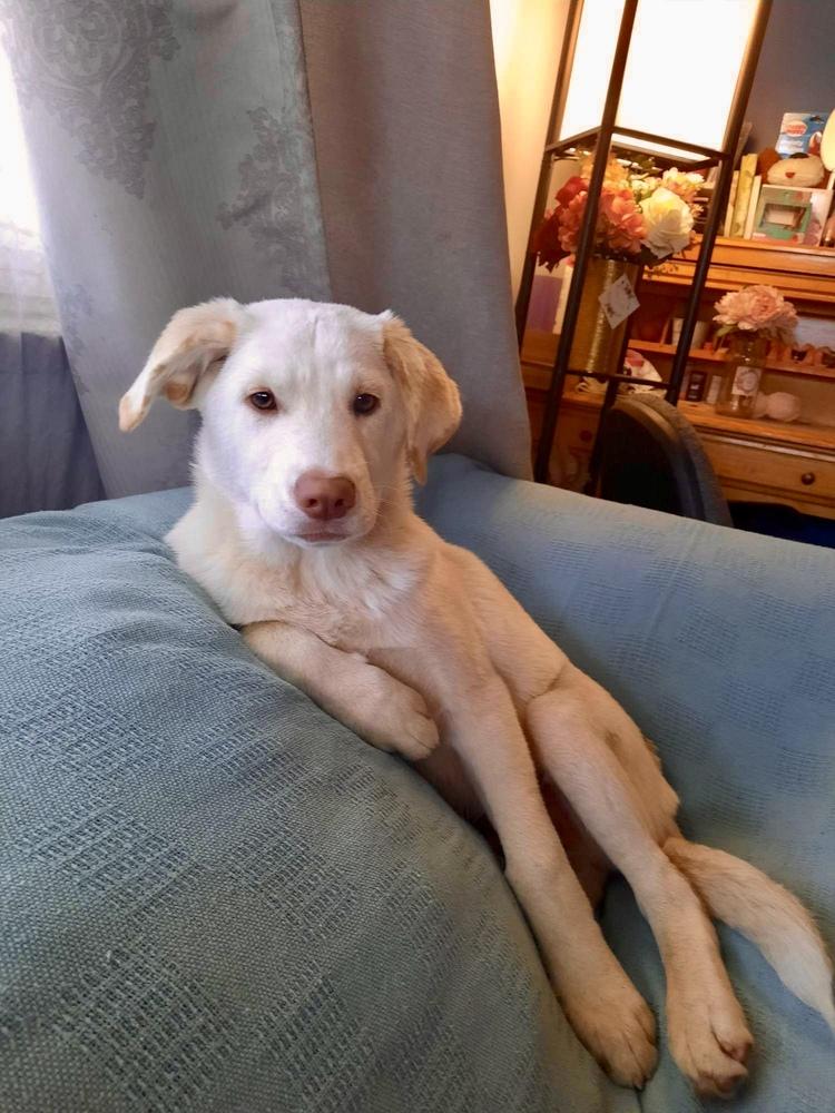 Tucker, a Adopted mixed breed in Escondido, CA image 3/6