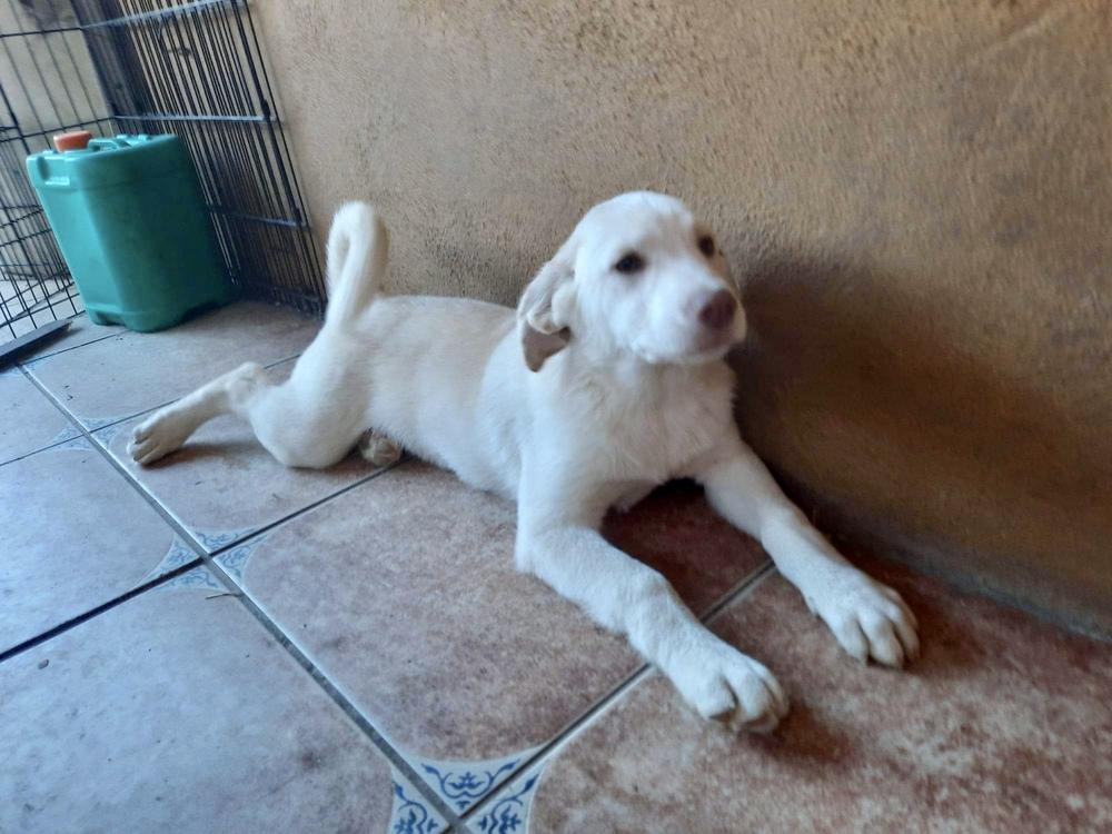 Tucker, a Adopted mixed breed in Escondido, CA image 5/6