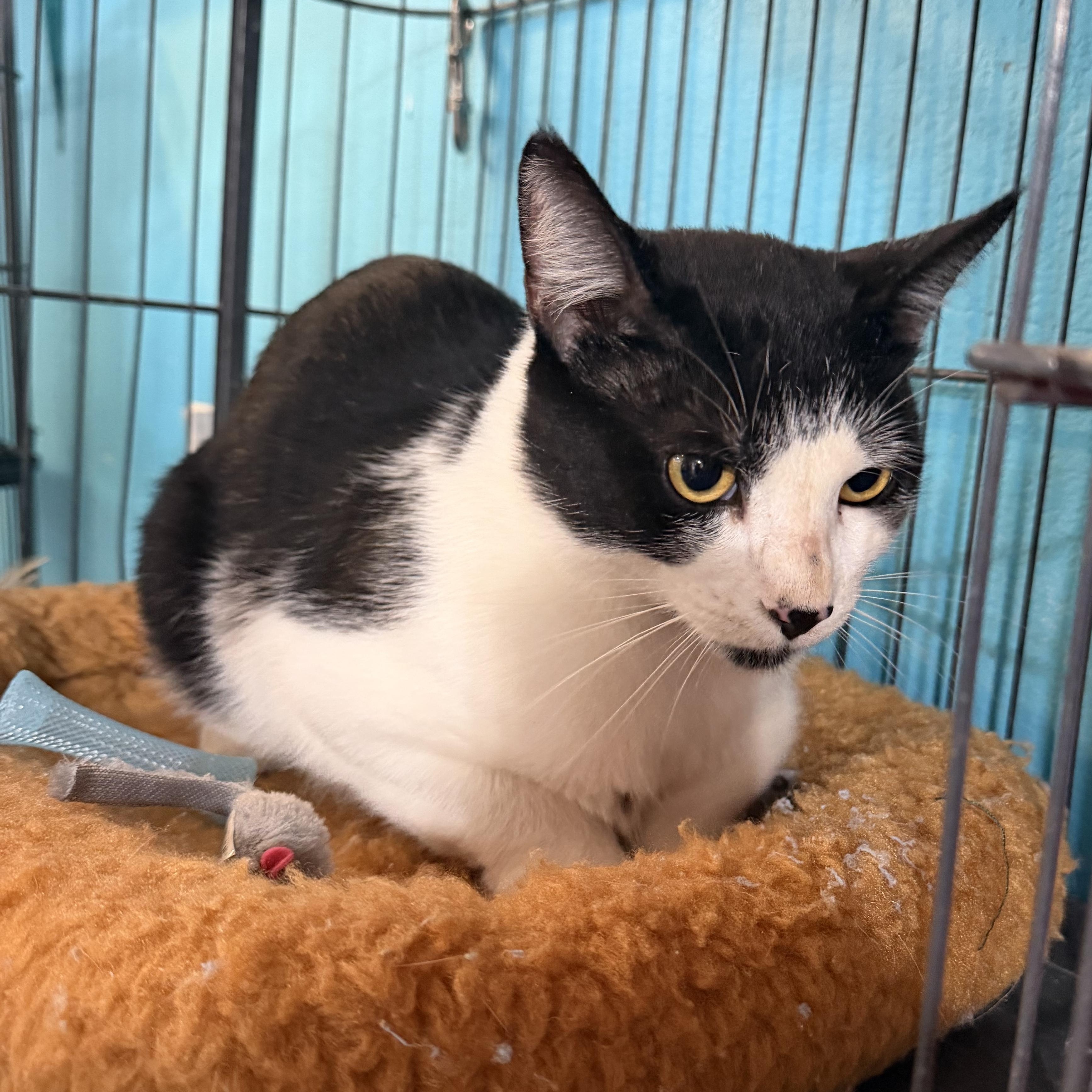 Oreo, Adopted, Young Male Domestic Short Hair.