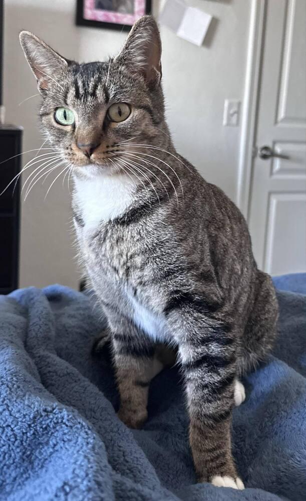 Biscuit 6, Adoptable, Young Female Domestic Short Hair.