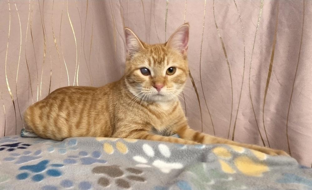 Butternut, a Adoptable Tabby in Claremont, NH image 1/6