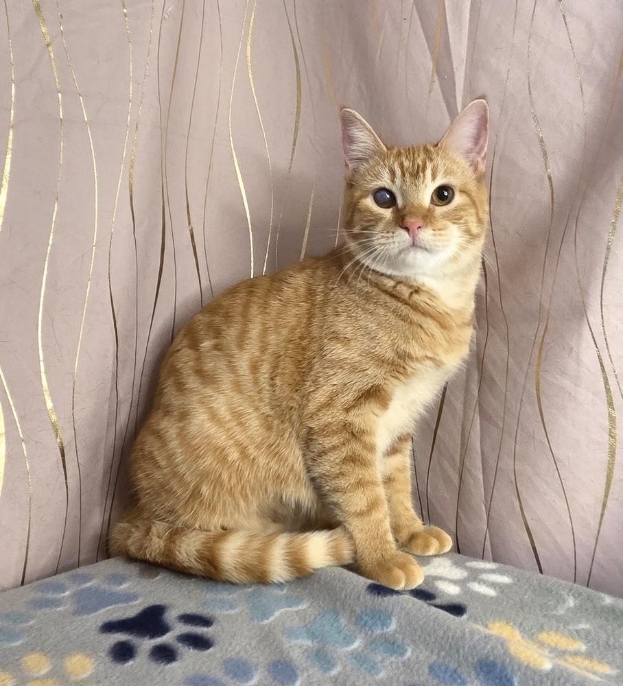 Butternut, a Adoptable Tabby in Claremont, NH image 2/6