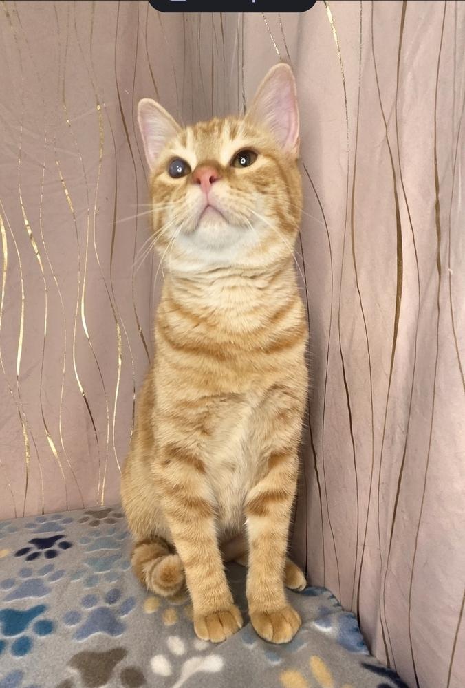 Butternut, a Adoptable Tabby in Claremont, NH image 3/6
