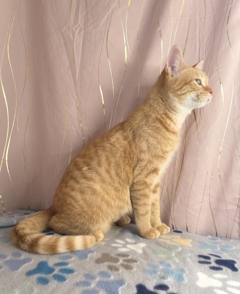 Butternut, a Adoptable Tabby in Claremont, NH image 4/6