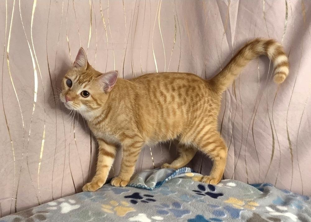 Butternut, a Adoptable Tabby in Claremont, NH image 5/6