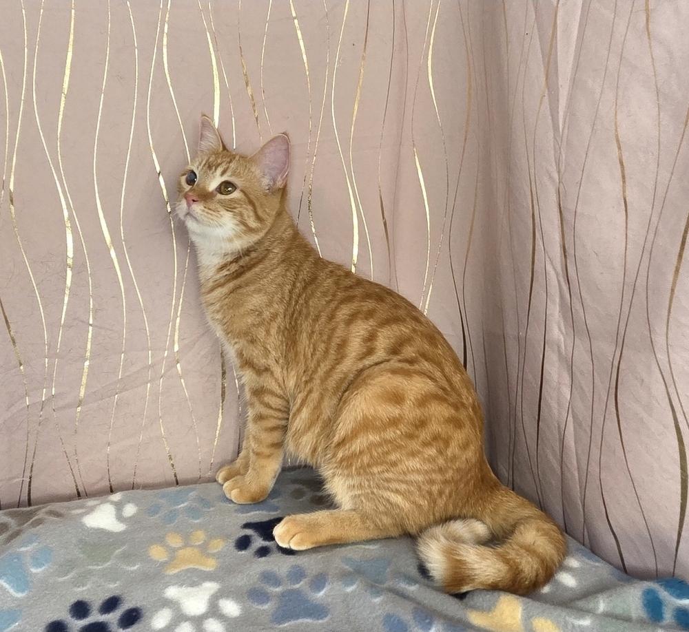 Butternut, a Adoptable Tabby in Claremont, NH image 6/6