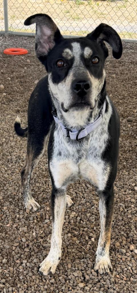 Santa Fe, Adoptable, Young Female Cattle Dog & Mixed Breed.