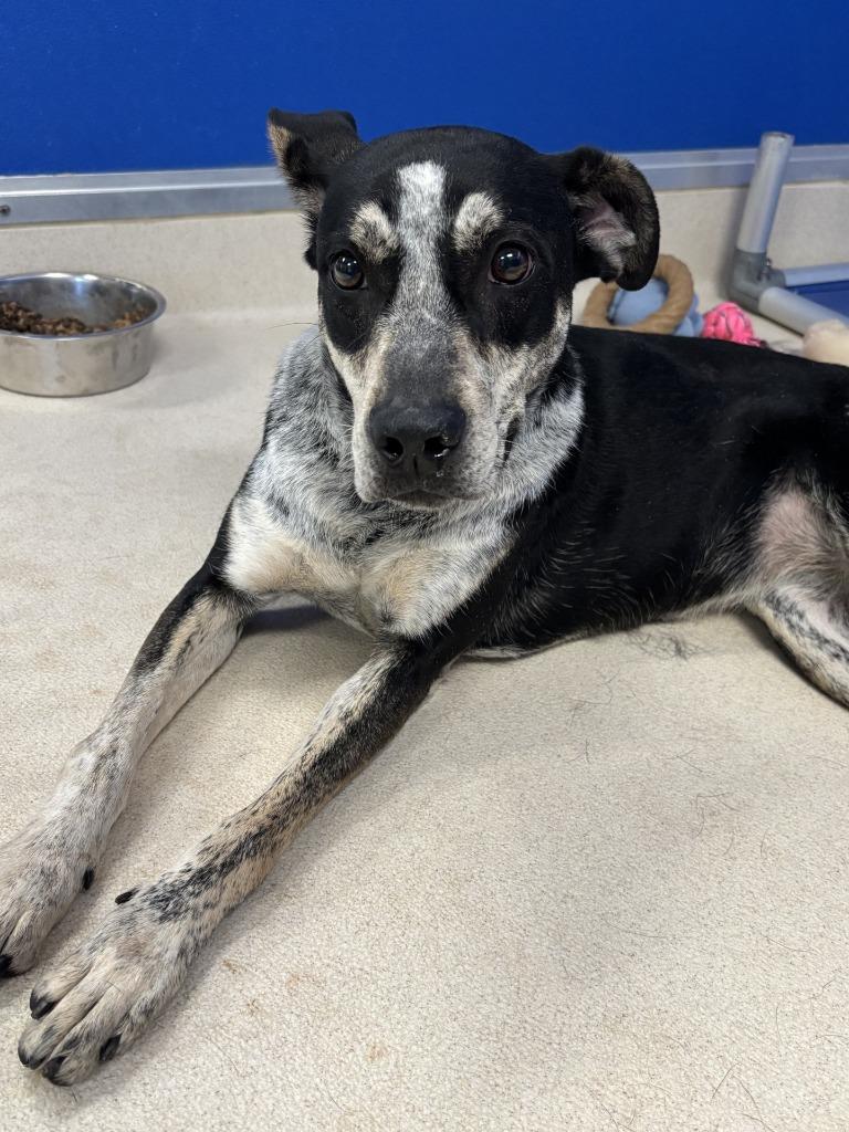 Santa Fe, a Adoptable mixed breed in Moriarty, NM image 2/4