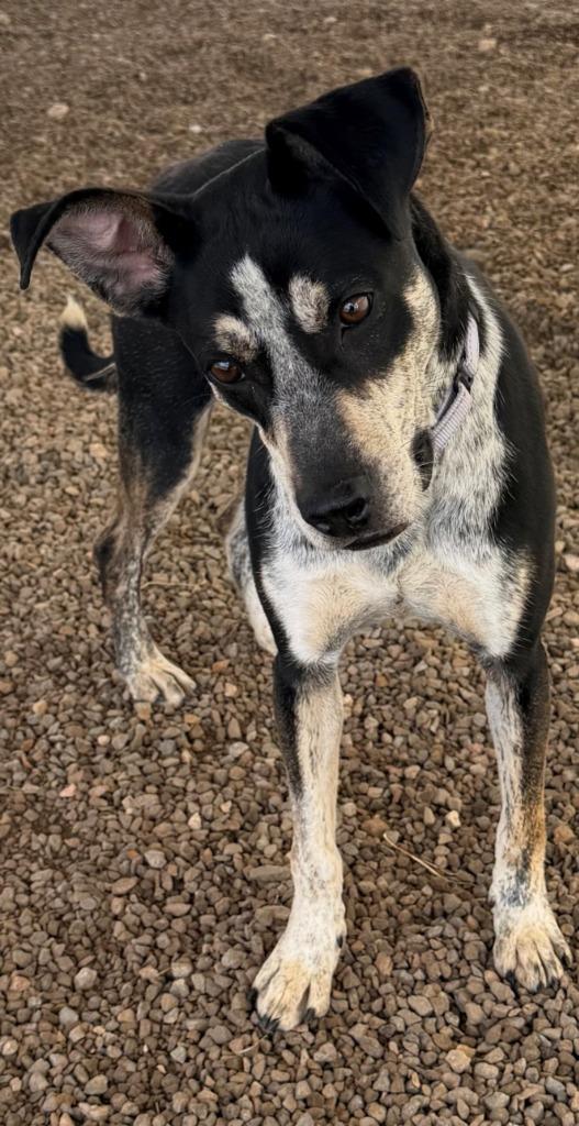 Santa Fe, a Adoptable mixed breed in Moriarty, NM image 3/4