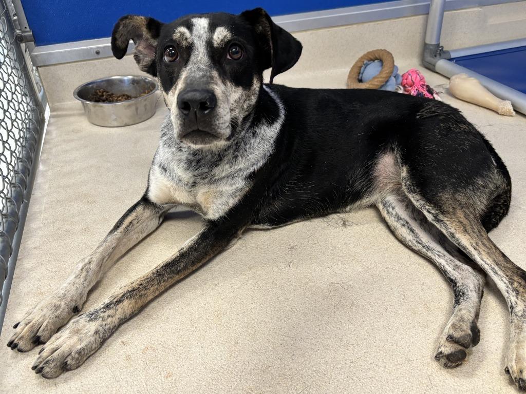 Santa Fe, a Adoptable mixed breed in Moriarty, NM image 4/4