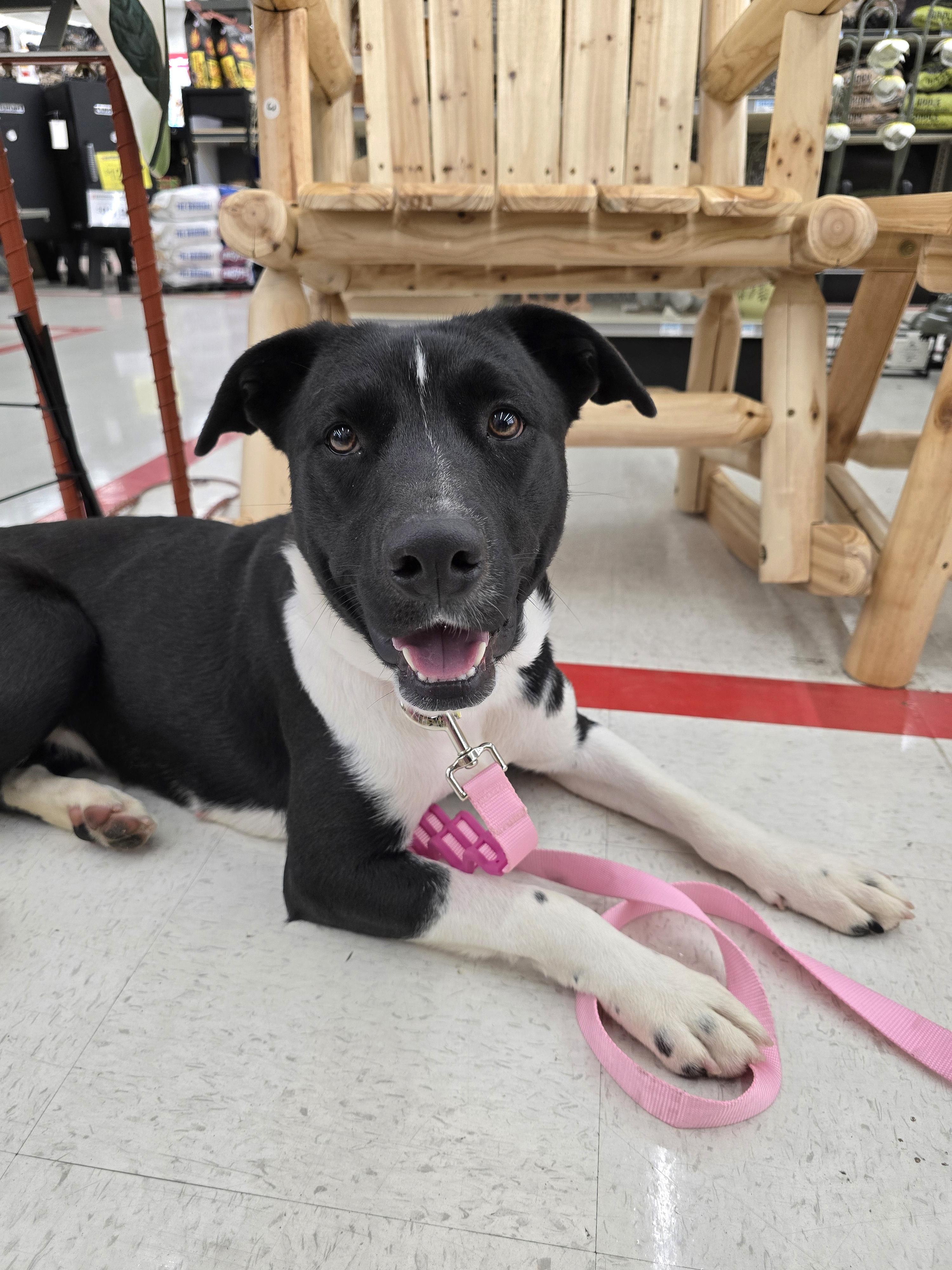 Sammy, an adopted mixed breed in Cottonwood, CA image 4/4