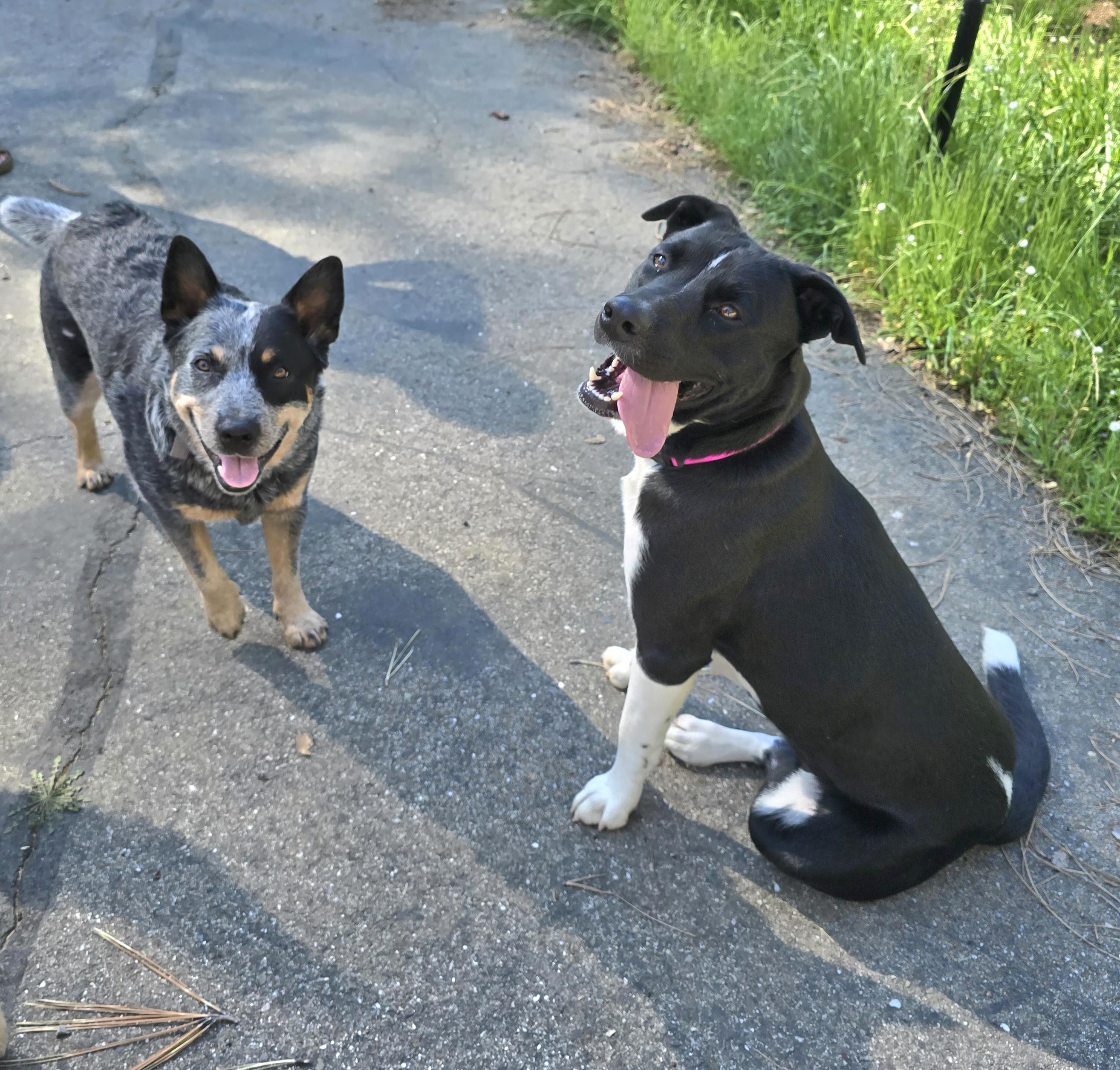 Sammy, an adopted mixed breed in Cottonwood, CA image 3/4