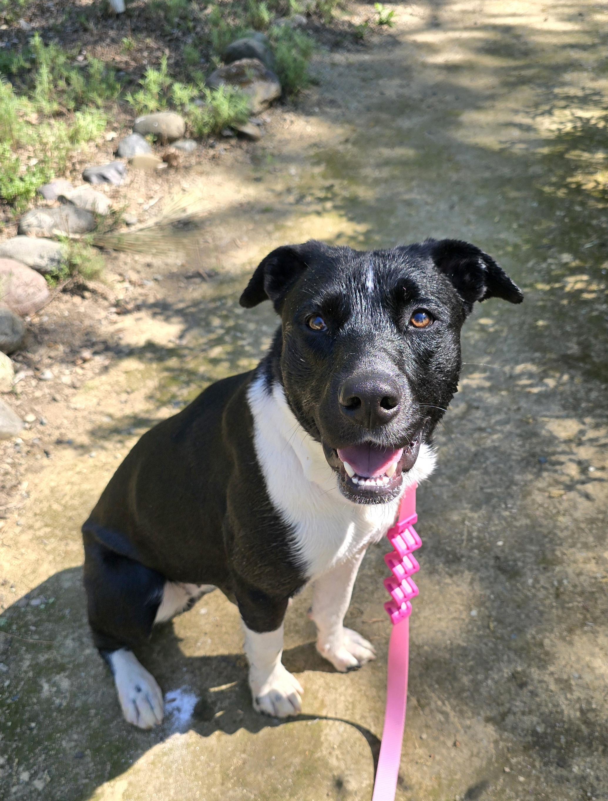 Sammy, adopted, Adult Female Pit Bull Terrier & Border Collie.