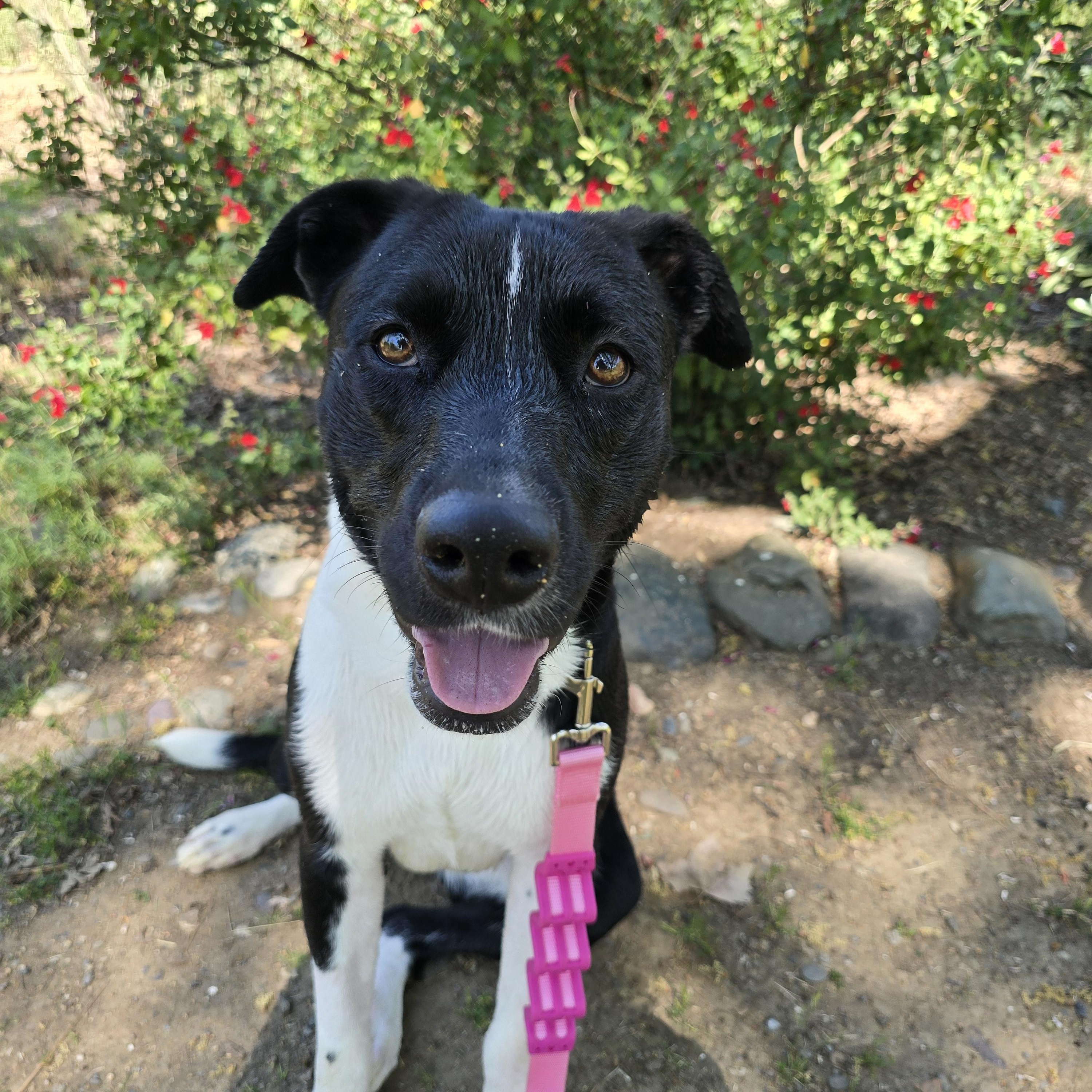 Sammy, an adopted mixed breed in Cottonwood, CA image 2/4