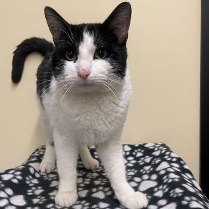 Sylvester, Adoptable, Adult Male Domestic Short Hair.