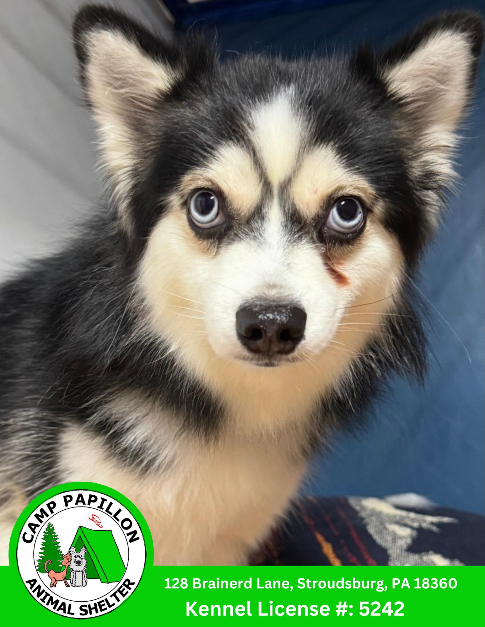 Enlarge Loki, a Adoptable mixed breed in Stroudsburg, PA image 1/1