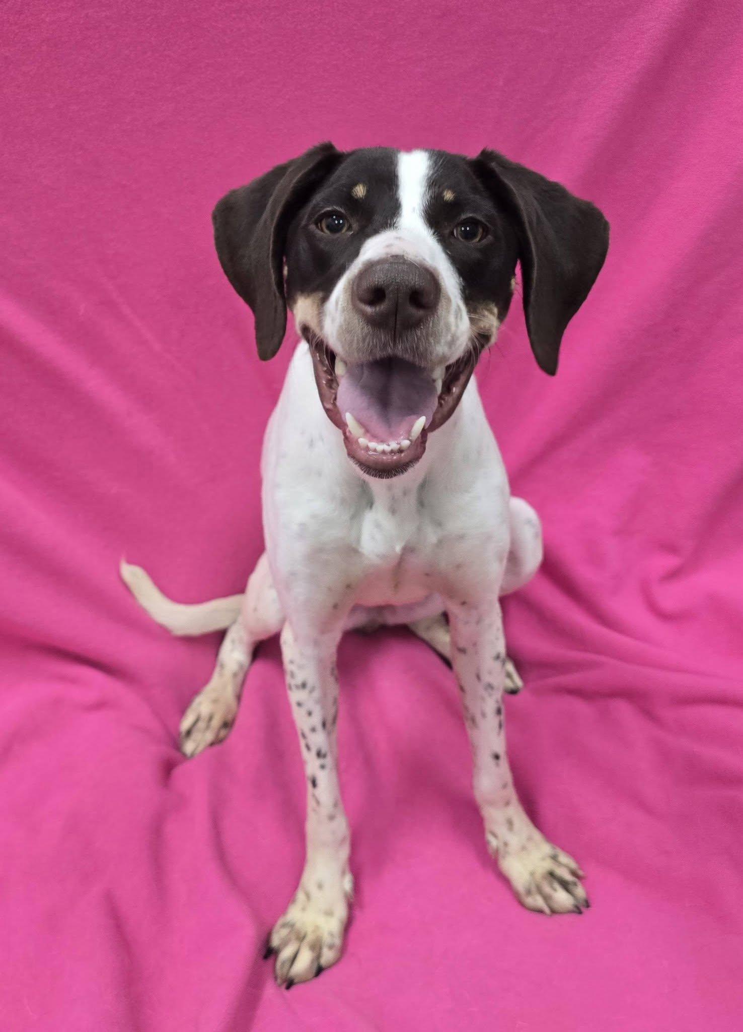 Polly, a ADOPTABLE mixed breed in Frankfort, IN image 1/4