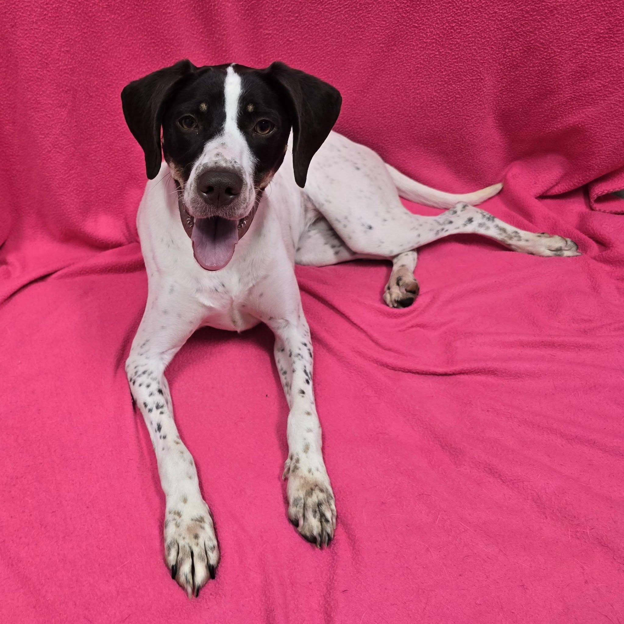Enlarge Polly, a ADOPTABLE mixed breed in Frankfort, IN image 1/5