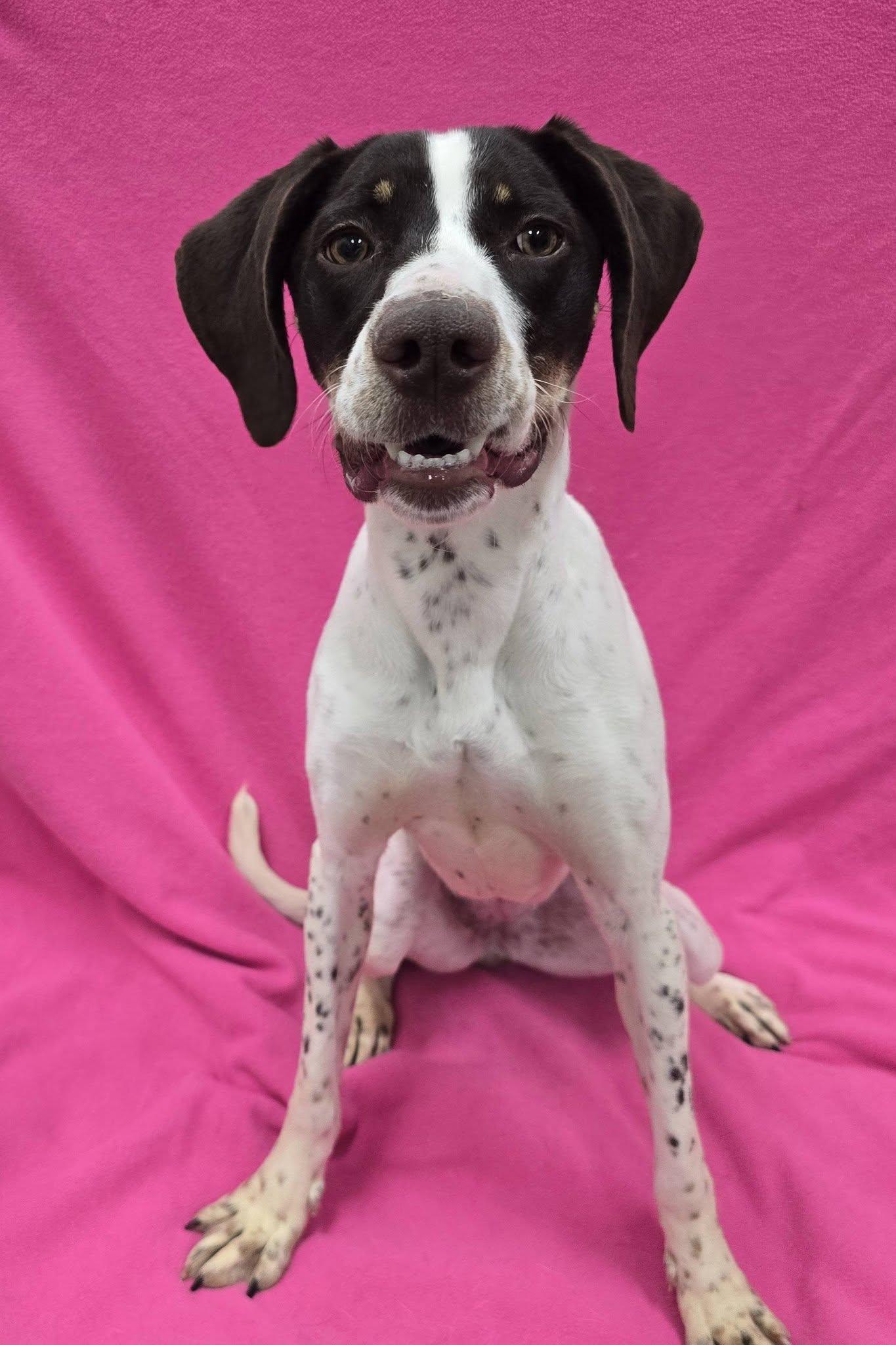 Polly, a ADOPTABLE mixed breed in Frankfort, IN image 4/4