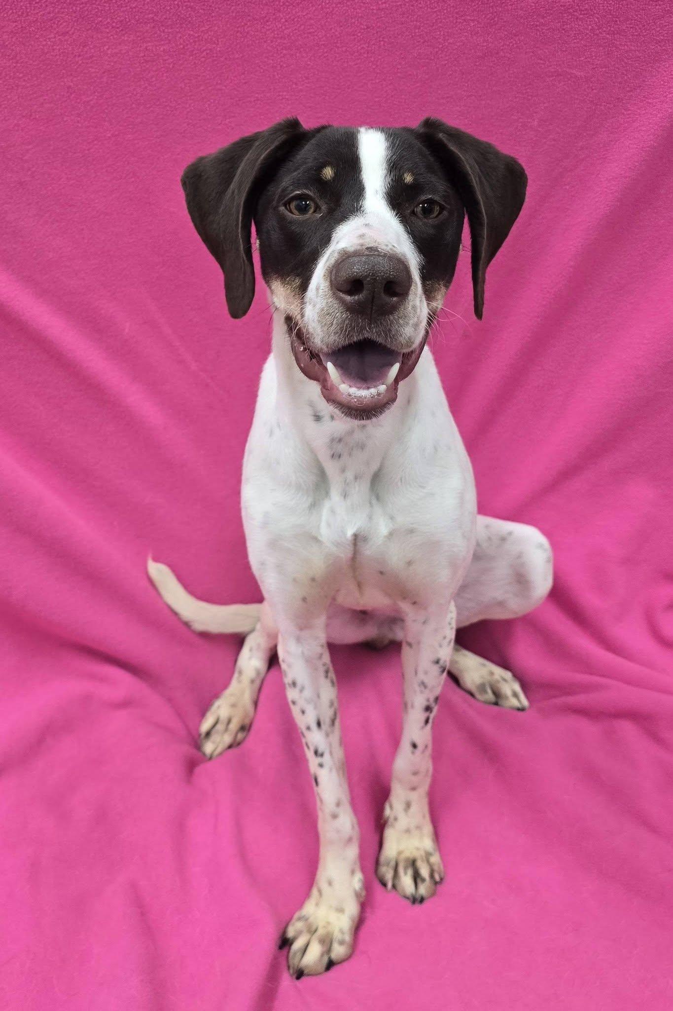 Polly, a ADOPTABLE mixed breed in Frankfort, IN image 2/4