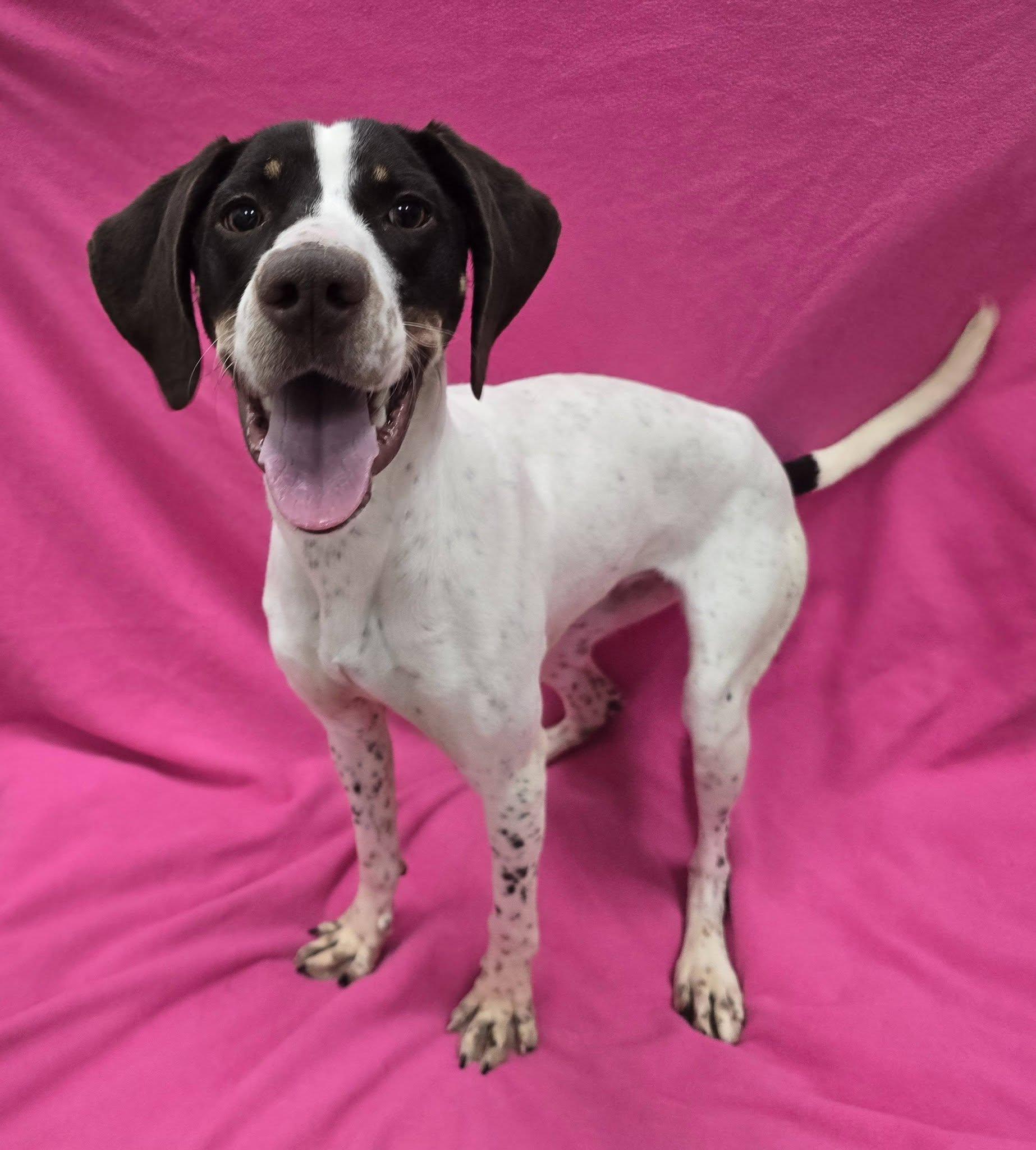 Polly, a ADOPTABLE mixed breed in Frankfort, IN image 3/4