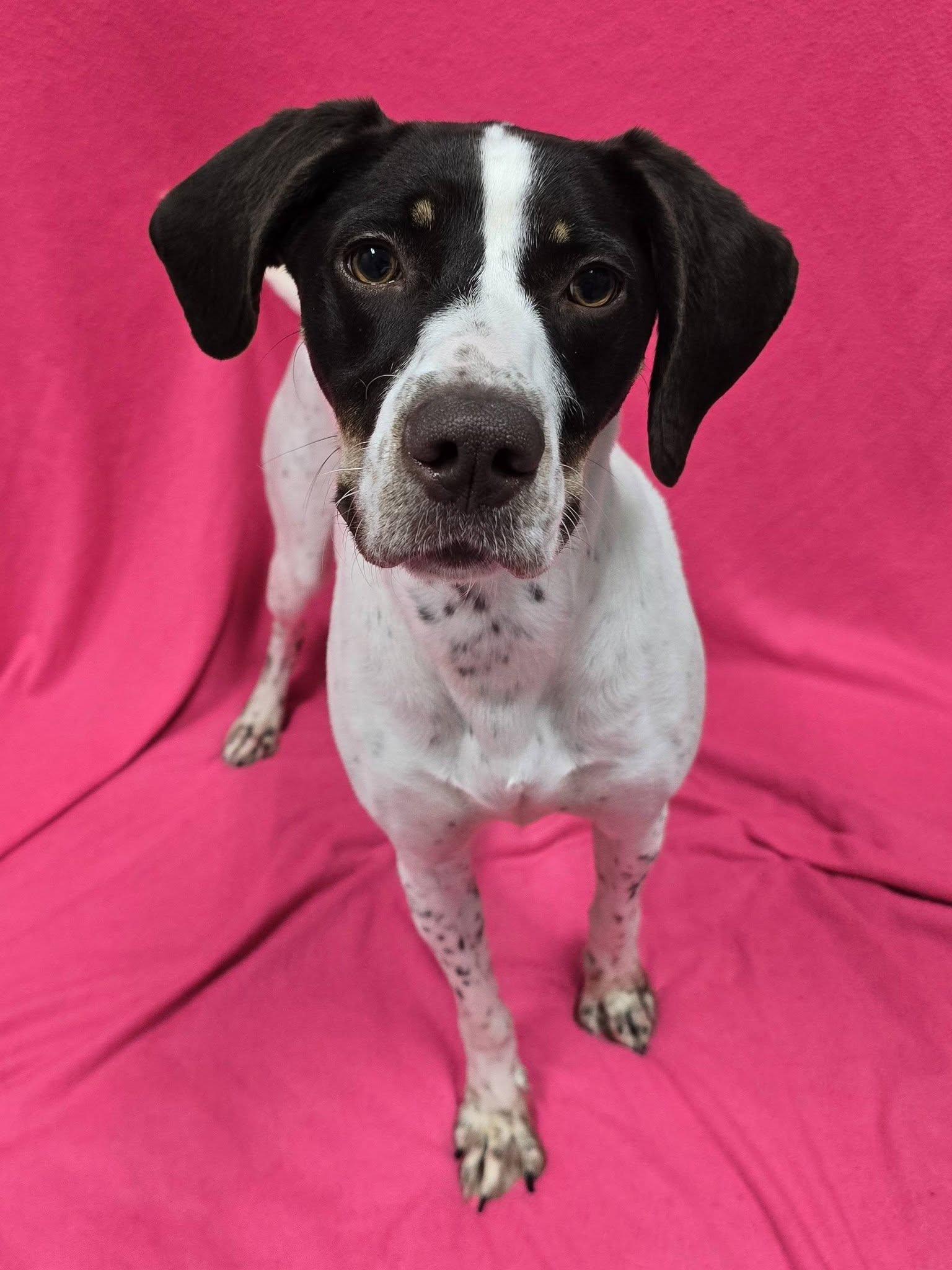 Enlarge Polly, a ADOPTABLE mixed breed in Frankfort, IN image 5/5