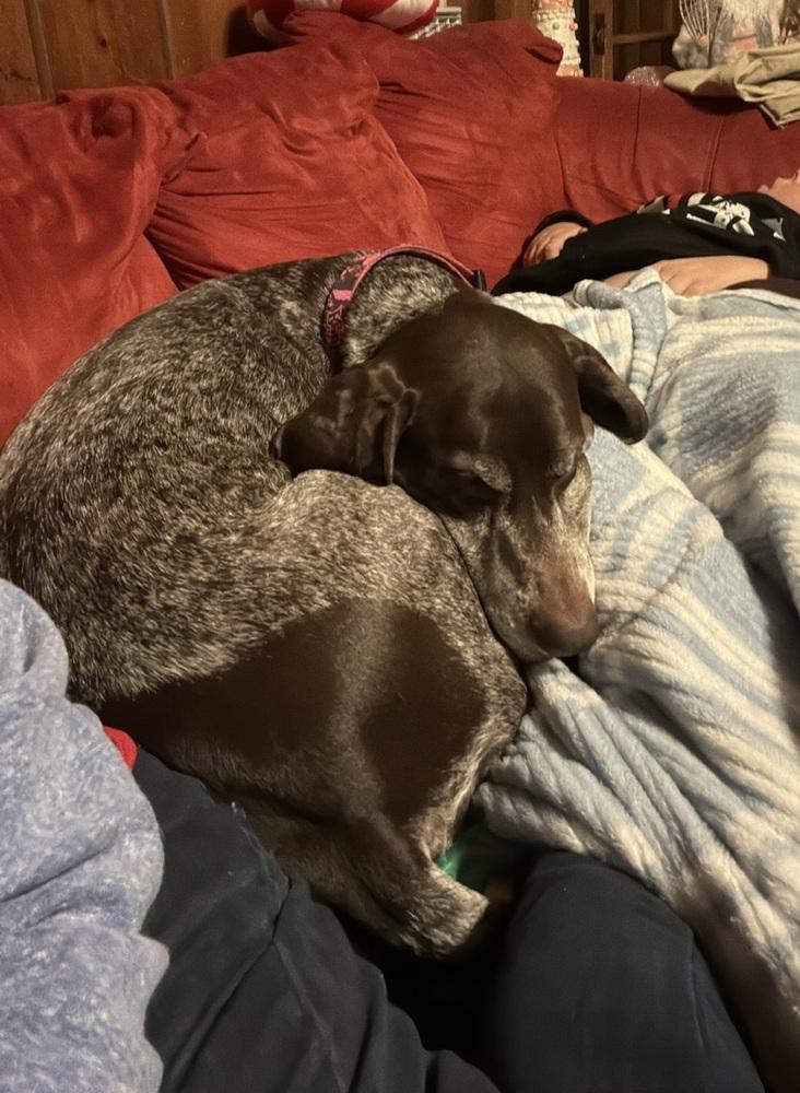 Naomi, a Adopted German Shorthaired Pointer in Cottage Grove, WI image 1/3